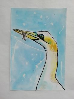 Day 15 gannet