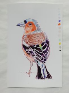 Day 18 male chaffinch