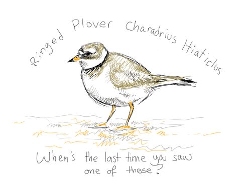 Day 98 - plover