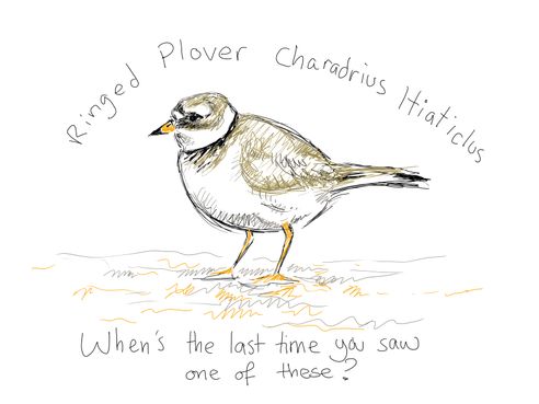 Day 98 - plover