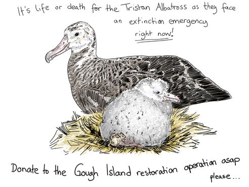 Day 95 - albatross